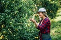 Woman havesting Orange plantation