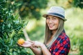 Woman havesting Orange plantation