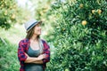 Woman havesting Orange plantation