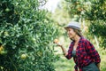 Woman havesting Orange plantation