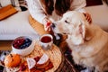 woman having a cup of tea at home during breakfast. Cute golden retriever dog besides. Healthy breakfast with fruits and sweets. Royalty Free Stock Photo