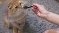 Woman help feeding Sick cat