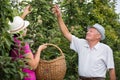 Woman helping an older man in the orchard, to pick apple