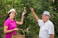 Woman helping an older man in the orchard, to pick apple