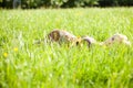 Woman And Her Belly In The Grass