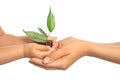 Woman and her child holding soil with green plant on white background. Family concept Royalty Free Stock Photo