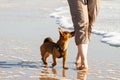 Woman and her cute little dog walking to heel at the beach Royalty Free Stock Photo