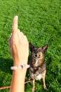 Woman With Her Dog In The Park