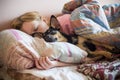 Woman and her dog sleeping in the bed Royalty Free Stock Photo