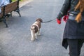 woman and her dog taking a walk Royalty Free Stock Photo