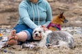 Woman with her dogs resting on the sandy beach.