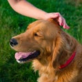 Woman and her family pet dog golden retriever. Human hand stroking beautiful dog. Royalty Free Stock Photo