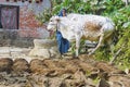 Woman at her farm with cow dung cakes and her cow walking around