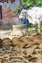 Woman at her farm with cow dung Royalty Free Stock Photo