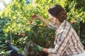 Woman in her garden harvesting red currant berries Royalty Free Stock Photo