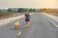 Woman with her golden retriever dog walking on the public road Royalty Free Stock Photo