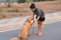 Woman with her golden retriever dog walking on the public road Royalty Free Stock Photo