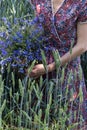 Woman in her hands keeps bouquet of cornflowers in wheat field background, blue cornflowers in hands of woman in handcrafted dress