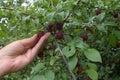 Woman with her left hand plucks ripe fruit of red cherry plum from branch of tree dotted with burgundy fruits and green leaves Royalty Free Stock Photo