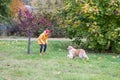 Woman with her retriever in the autumn park. A young woman calls a dog to her Royalty Free Stock Photo