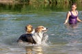 Woman with her two dogs into a lake or river, fun and cooling at Royalty Free Stock Photo