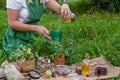 woman and herbal tinctures, tea, medicinal herbs. Royalty Free Stock Photo