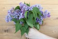 Woman hiding head in bouquet lilac flowers over colorful blue background Royalty Free Stock Photo