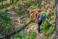 Woman hiker with backpack and alpine helmet, on a mountain trail, with a huge pine tree torn over by storm, forming a big obstacle