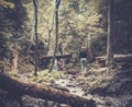 Woman hiker in a forest Royalty Free Stock Photo