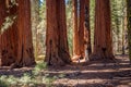 Woman hiker stading at the foot of giant sequoias on a sunny autumn day Royalty Free Stock Photo