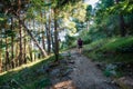 Woman hiker walking along a forest path between tall trees at dawn, Guadarrama, Madrid. Royalty Free Stock Photo