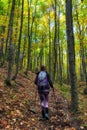 Woman hiker walking on forest path Royalty Free Stock Photo