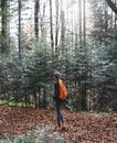 Woman hiker walking on the trail in mysterious woods. Back view. Royalty Free Stock Photo