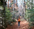 Woman hiker walking on the trail in pine woods Royalty Free Stock Photo