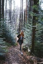 Woman hiker walking on the trail in pine woods Royalty Free Stock Photo