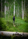 Woman Hikes in Aspen Tree Forest