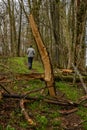 Woman Hikes Past Splintered Tree Trunk