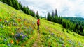 Alpine meadows filled with an abundance of wildflowers in Sun Peaks in British Columbia, Canada Royalty Free Stock Photo