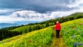 Alpine meadows filled with an abundance of wildflowers in Sun Peaks in British Columbia, Canada