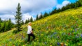 Alpine meadows filled with an abundance of wildflowers in Sun Peaks in British Columbia, Canada Royalty Free Stock Photo