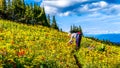 Alpine meadows of Tod Mountain near the alpine village of Sun Peaks in British Columbia, Canada Royalty Free Stock Photo