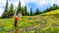 Alpine meadows of Tod Mountain near the alpine village of Sun Peaks in British Columbia, Canada Royalty Free Stock Photo