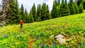 Alpine meadows of Tod Mountain near the alpine village of Sun Peaks in British Columbia, Canada Royalty Free Stock Photo