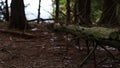 A woman in hiking boots overstep a tree in the forest. Girl in winter trackers