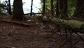 A woman in hiking boots overstep a tree in the forest. Girl in winter trackers