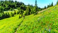 Woman hiking through the meadows covered in wildflowers in the high alpine near the village of Sun Peaks Royalty Free Stock Photo