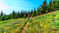 Woman hiking through the meadows covered in wildflowers in the high alpine near the village of Sun Peaks Royalty Free Stock Photo