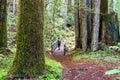 Woman hiking in redwood tree forest Royalty Free Stock Photo