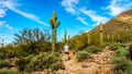 Woman hiking through the semi desert landscape of Usery Mountain Regional Park with many Saguaru, Cholla and Barrel Cacti Royalty Free Stock Photo