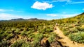 Woman hiking through the semi desert landscape of Usery Mountain Regional Park with many Saguaru, Cholla and Barrel Cacti Royalty Free Stock Photo